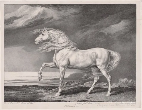 R. Ward, Fourteen Celebrated Horses:  Adonis