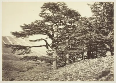 Félix Adrien Bonfils, Cedars of Lebanon