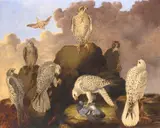 Wilfred Williams, Large Falcons of the Palearctic