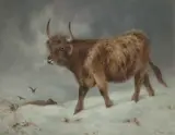 John Crane, Highland Cow in the Snow