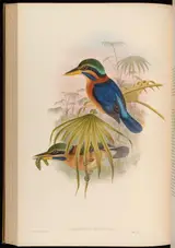 William Matthew Hart, Sumatra Kingfisher