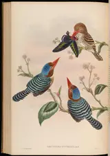 William Matthew Hart, Banded Kingfisher
