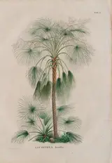 Ferdinand Bauer, Livistona humilis