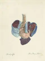 Johannes Cornelis Bruyn, Anatomie van de longen en de maag