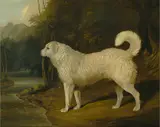 David Dalby of York, Portrait of a Dog, Ro