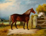 William Malbon, 'Samson', Sire of 'Sally'