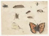 Jan van Kessel, Sheet of Studies of Nine Insects