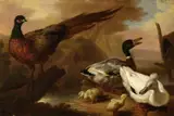 Pieter Casteels, Pheasant and ducks
