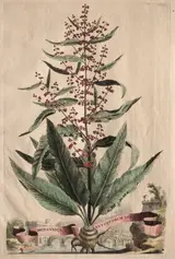 Abraham Munting, Phytographia Curiosa:  Britannica Antiquorum Vera