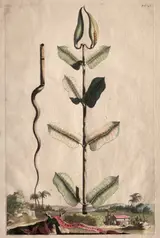 Abraham Munting, Phytographia Curiosa:  Apocynum Virginianum