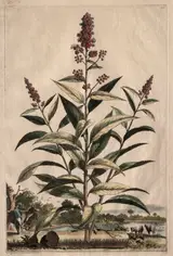 Abraham Munting, Phytographia Curiosa:  Spiraea Theophrasti