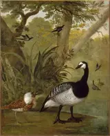 Nicasius Bernaerts, Study of birds