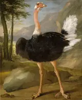 Nicasius Bernaerts, Study of an ostrich