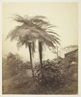 Views Of Calcutta By Samuel Bourne, The Tree Fern, Prize Photo