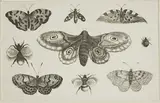 Wenceslaus Hollar Von Prachna, A Moth, Butterflies, and Bees, from Diversae Insectorum...Figurae